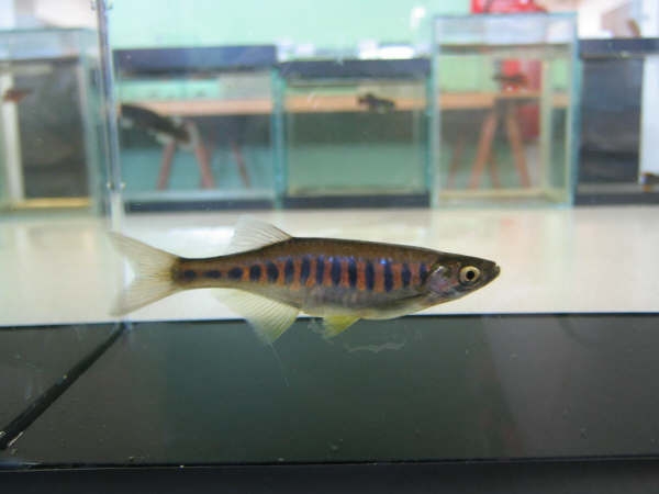Inlecypris auropurpureus